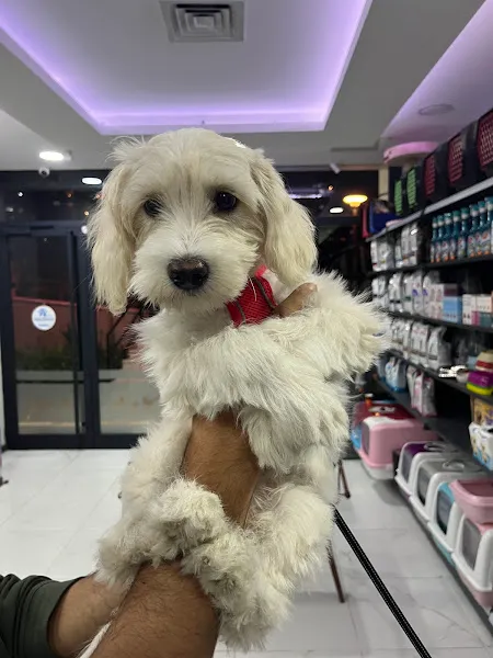 DENİZ İSTANBUL PAW CENTER BEYLİKDÜZÜ VETERİNER KLİNİĞİ-ACİL 7/24 VETERİNER foto 2