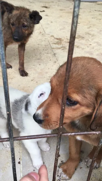 Veteriner İşleri Müdürlüğü Sokak Hayvanları Barınağı Birimi foto 2