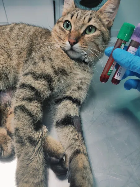 Vetkamp Veteriner Kliniği foto 2