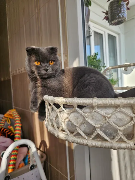 Zen-Pet Veteriner Kliniği foto 2