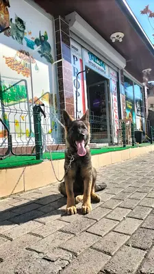 Tropical Pet Shop Tarsus