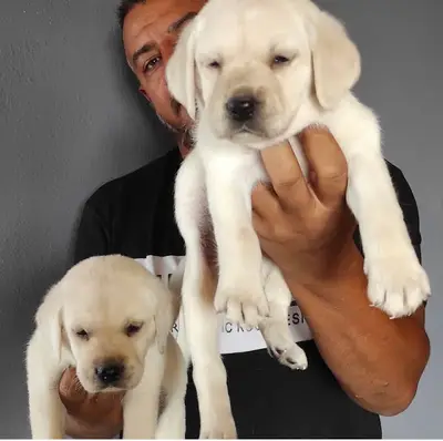 BURKEM, Bursa Köpek Çiftligi, Bursa Köpek Pansiyon Otel, Bursa Köpek Eğitimi fotoğrafı