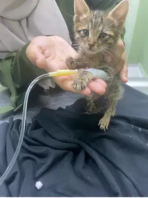 Şifa pet veteriner kliniği