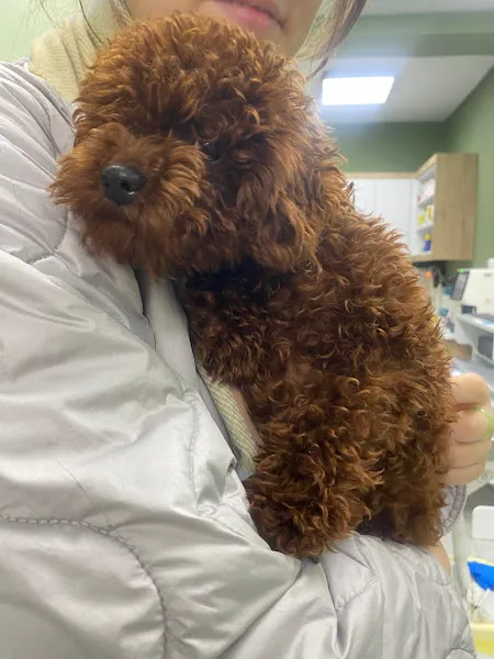 Şifa pet veteriner kliniği foto 2