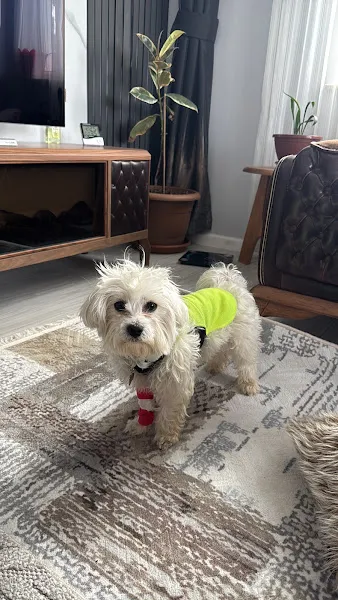 Acar Pet Plus Veteriner Kliniği foto 2