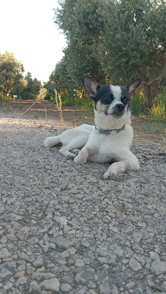 FOÇA NOVA LUNA VETERİNER KLİNİĞİ foto 2