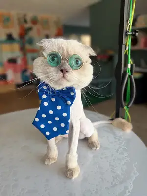 🐨ISPARTA KOALA PET KUAFÖR & PETSHOP 🐨
