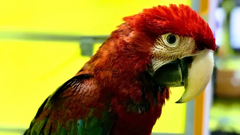 dayı akvaryum pet shop foto 2