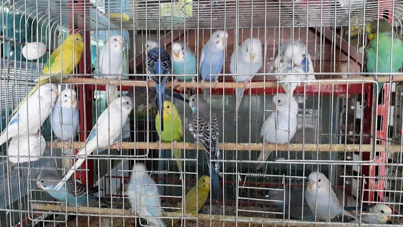 Aslan Akvaryum foto 2