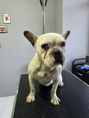 Ester Pet Grooming