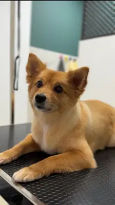 Starpati Pet Kuaför fotoğrafı