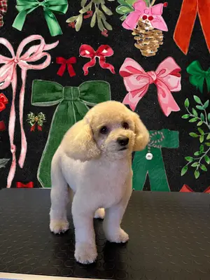 Perro Pet Kuaför fotoğrafı