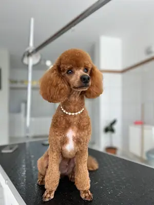 Alâ Pet Kuaför