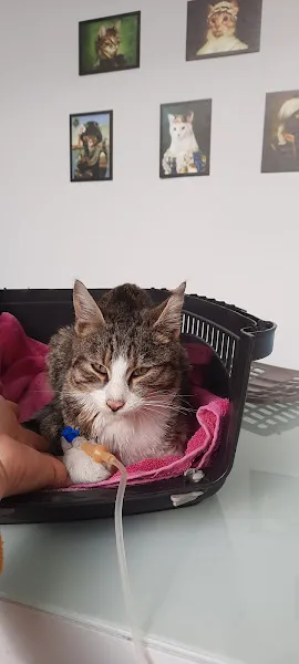 VETALYA Veteriner Kliniği foto 2