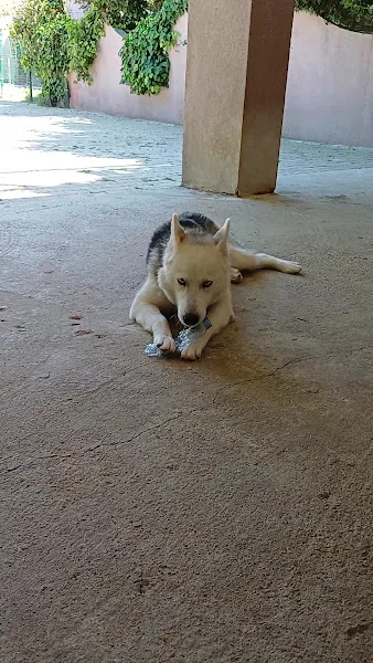 Dogland Club Köpek Eğitim ve Veterinerlik foto 2