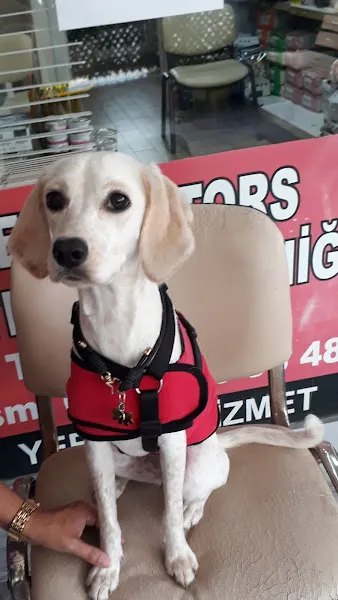 Beylikdüzü Veteriner - Pet Doctors Veteriner Kliniği foto 2