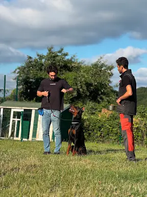 İstanbul Köpek Eğitimi - Harmony fotoğrafı