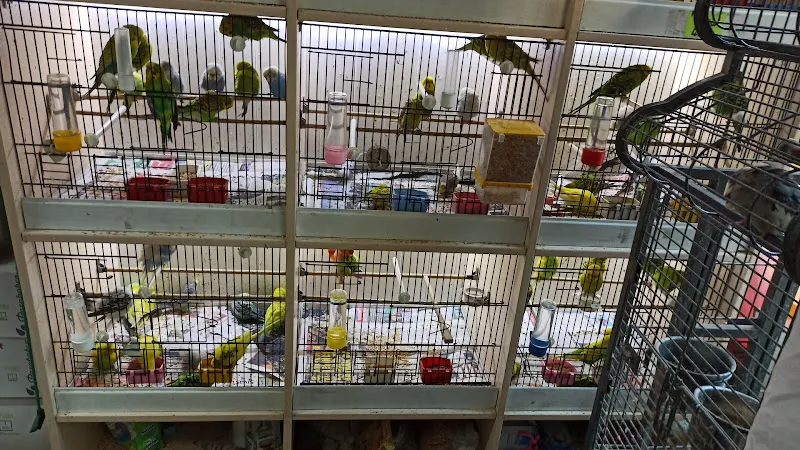 Okyanus Pet Akuaristik foto 2