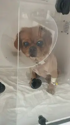 Tabiat Veteriner Kliniği