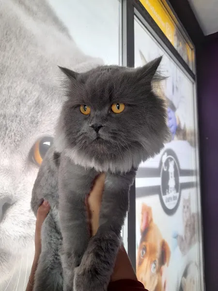 Kedi Köşkü Veteriner Kliniği foto 2