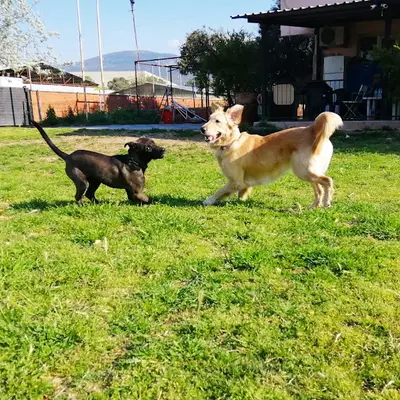 Vesta Köpek Eğitimi & Köpek Oteli - İzmir - Vesta Pet Services fotoğrafı