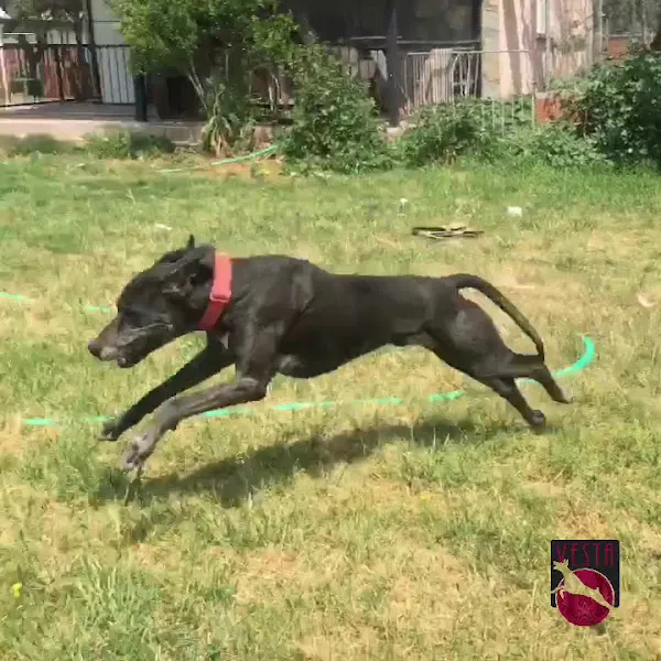 Vesta Köpek Eğitimi & Köpek Oteli - İzmir - Vesta Pet Services foto 2