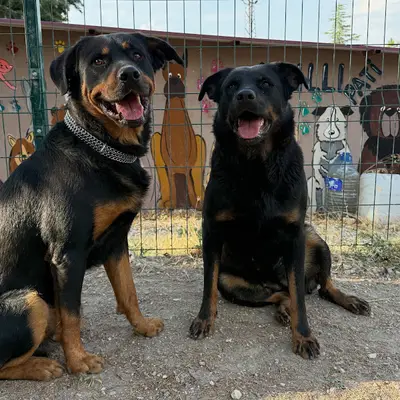 Akıllı Pati Köpek Eğitim Merkezi & Pet Otel fotoğrafı