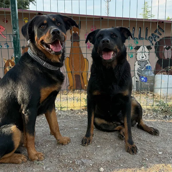 Akıllı Pati Köpek Eğitim Merkezi & Pet Otel foto 1