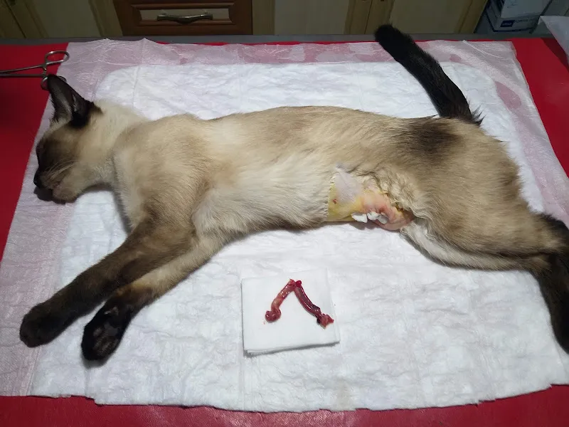 Ercan Veteriner Kliniği foto 1