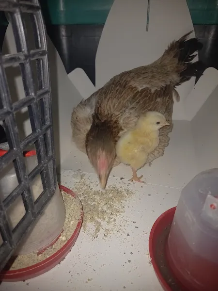 İncesu Gencağa veteriner kliniği foto 2