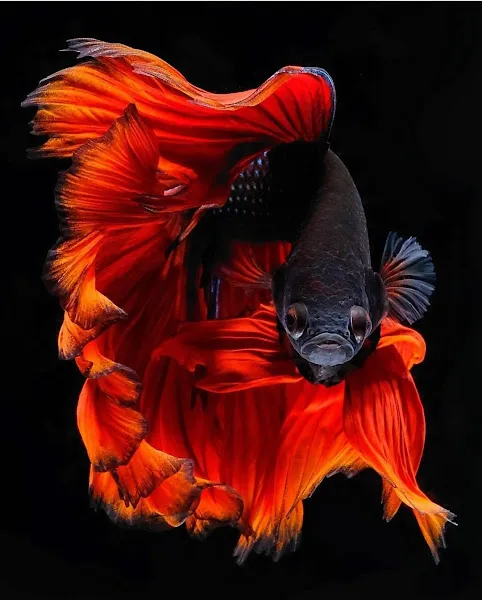 Can Dostum Petshop foto 2
