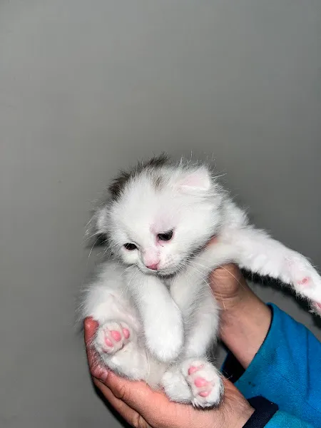 GÜLPET PETSHOP foto 2