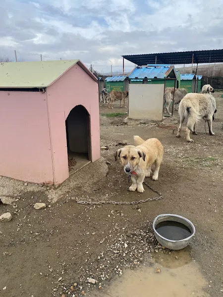 Kırıkkale Belediyesi Evcil Hayvan Barınağı foto 1