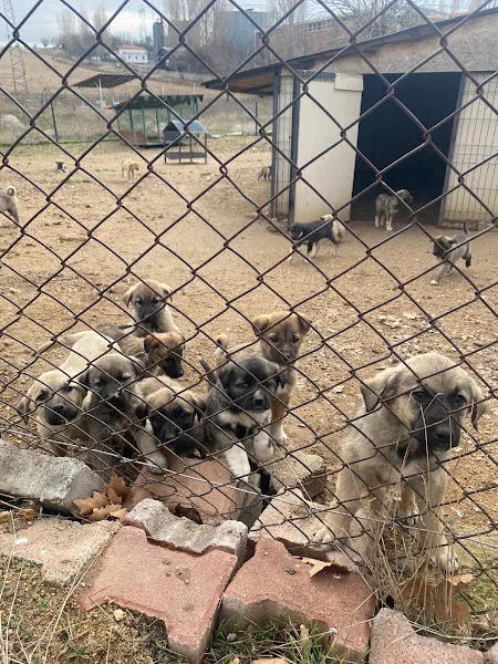 Kırıkkale Belediyesi Evcil Hayvan Barınağı foto 2