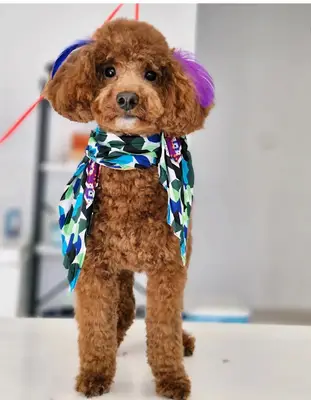 Lily Pet Kuaför