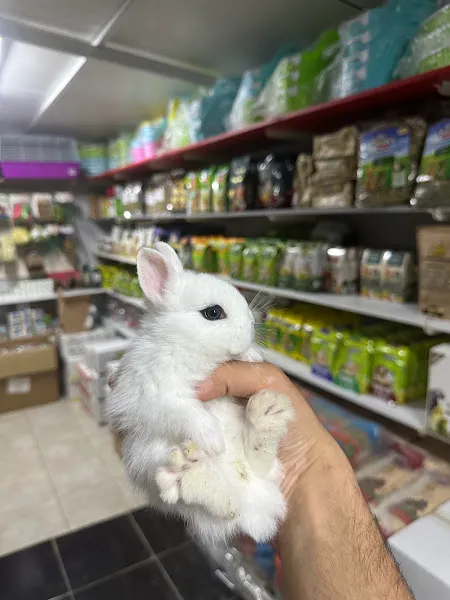 Hollanda Lop Tavşanı Çiftliği foto 2