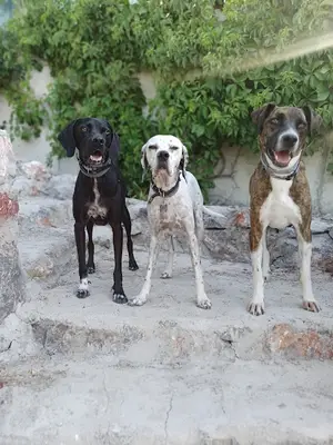 Bulut Köpek Eğitimi ve Hizmetleri fotoğrafı