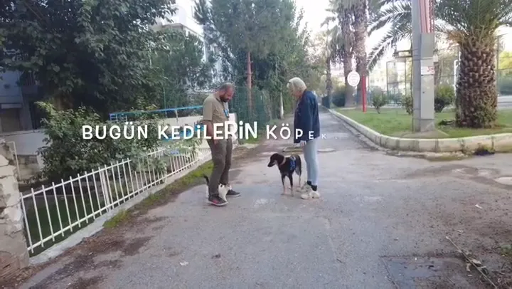 Bulut Köpek Eğitimi ve Hizmetleri foto 2