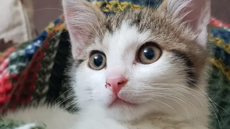emir veteriner kliniği foto 2