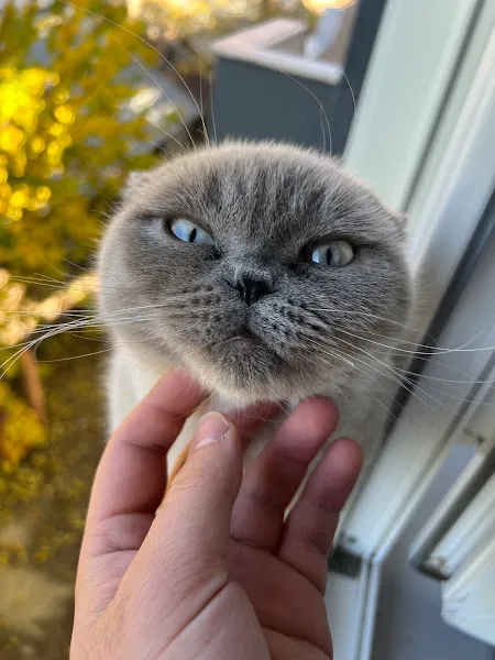 Van Özce pet veteriner kliniği foto 2