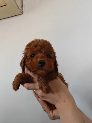 agora guardian İzmir pozitif köpek eğitim ve pansiyon fotoğrafı