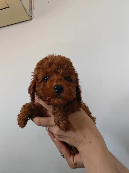 agora guardian İzmir pozitif köpek eğitim ve pansiyon foto 1