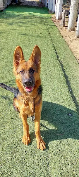 agora guardian İzmir pozitif köpek eğitim ve pansiyon foto 2