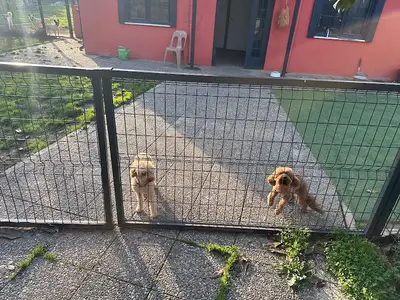 Petkampüs fotoğrafı