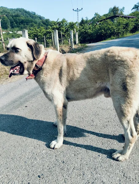 Trabzon Belediyesi Hayvan Barınağı foto 2