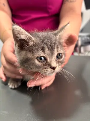 İnka Veteriner Kliniği