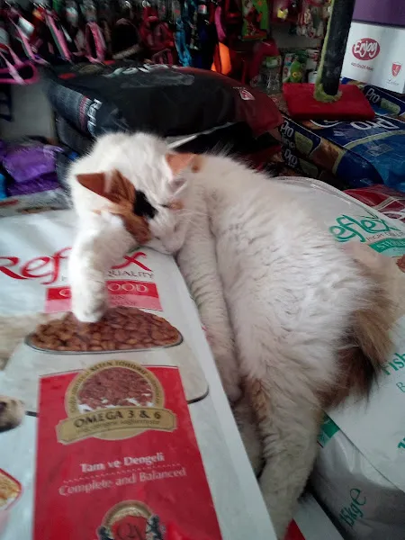 Günebakan Pet Shop foto 2