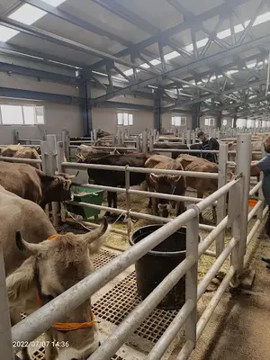 Erzurum canlı hayvan pazarı