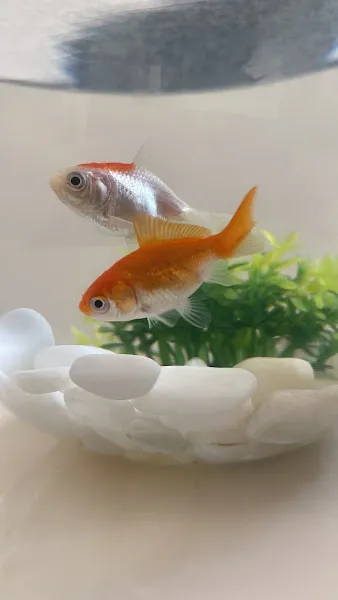 mercan petshop kırıkkale foto 2