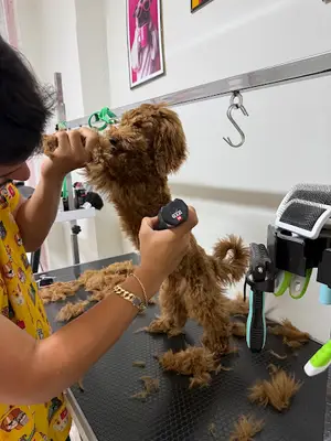 Woofi Pet Kuaför fotoğrafı